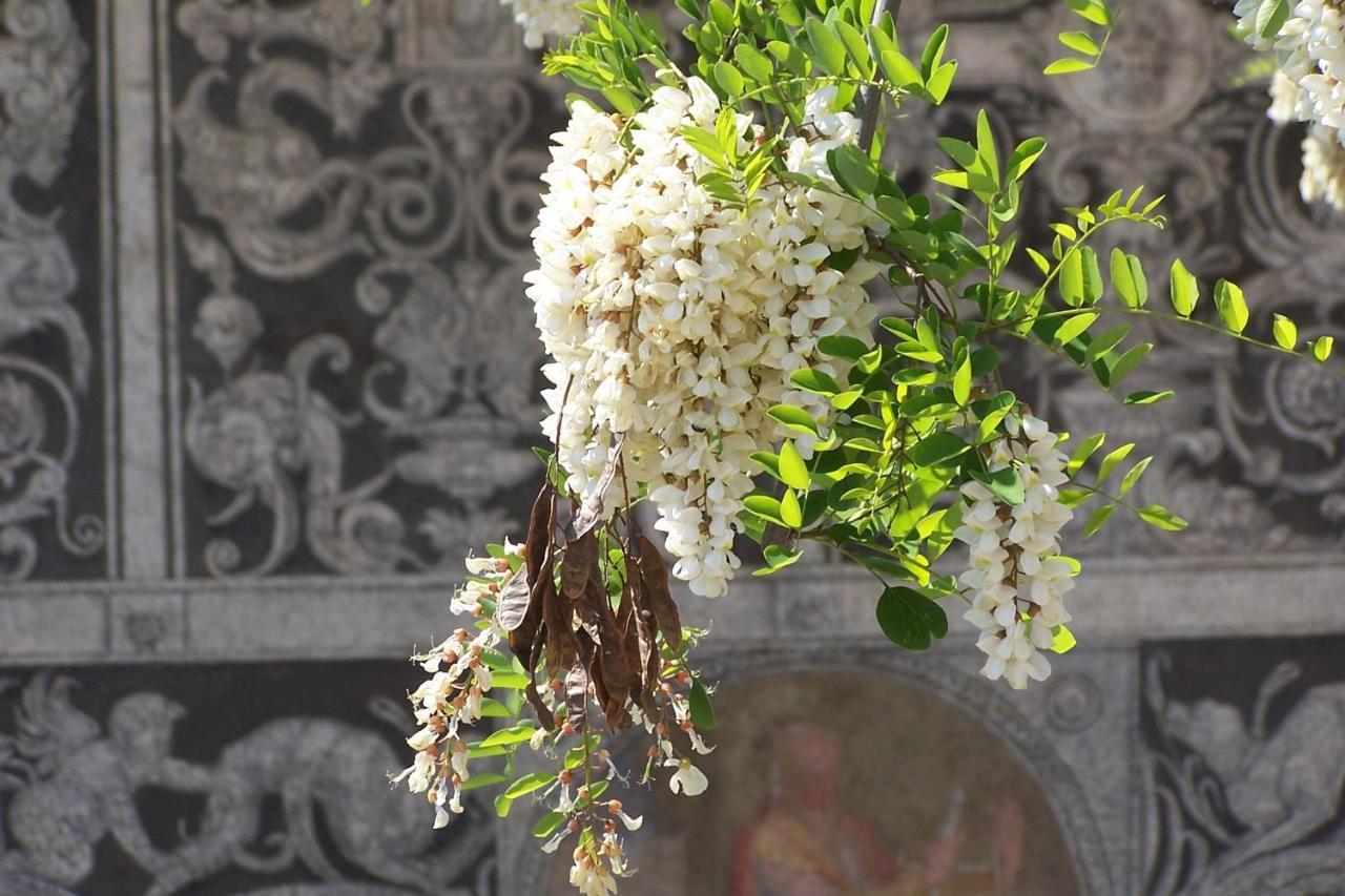 Acacia - Primula * Florence