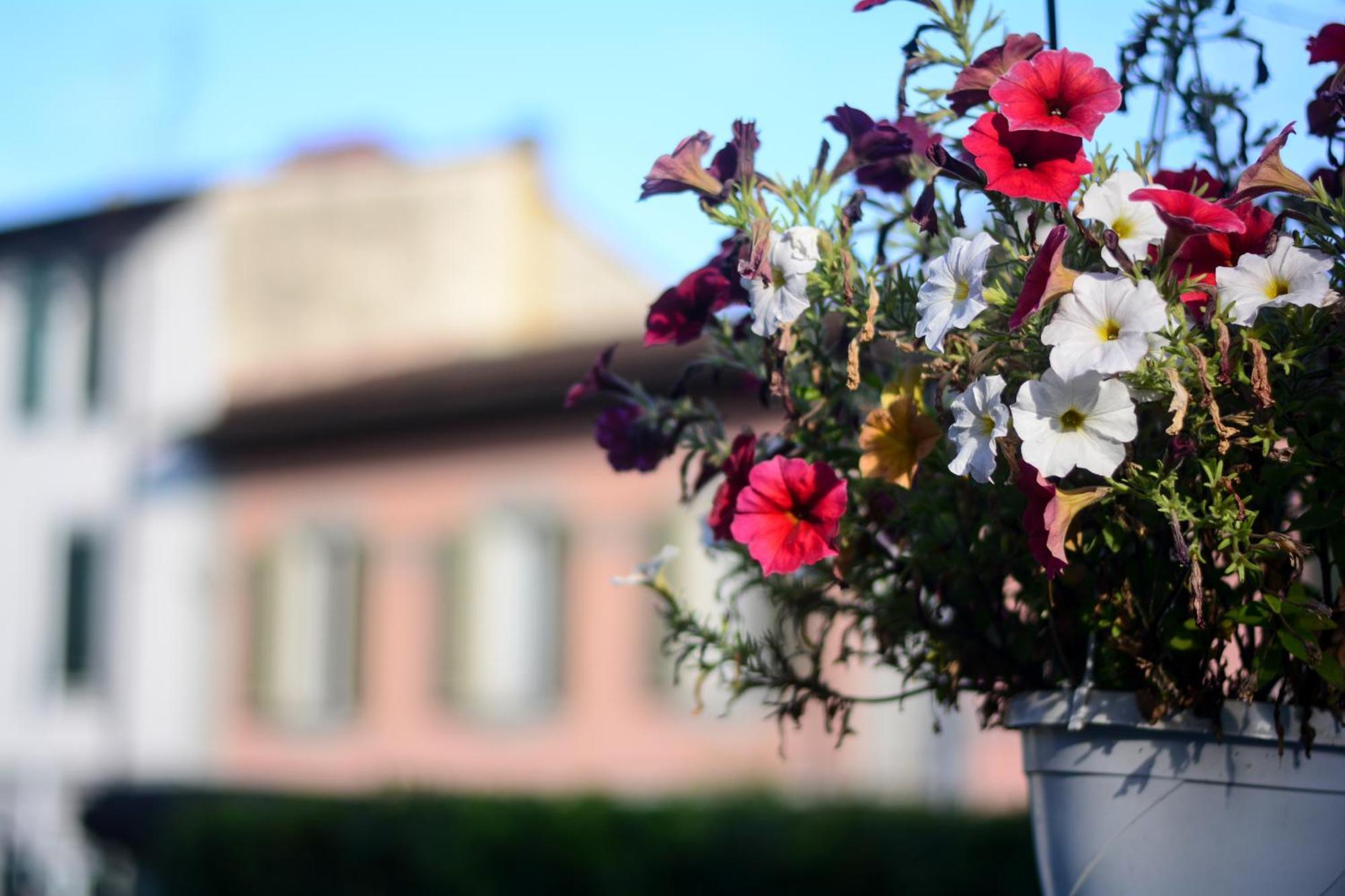 Hotel Gelsomino Garden 2*