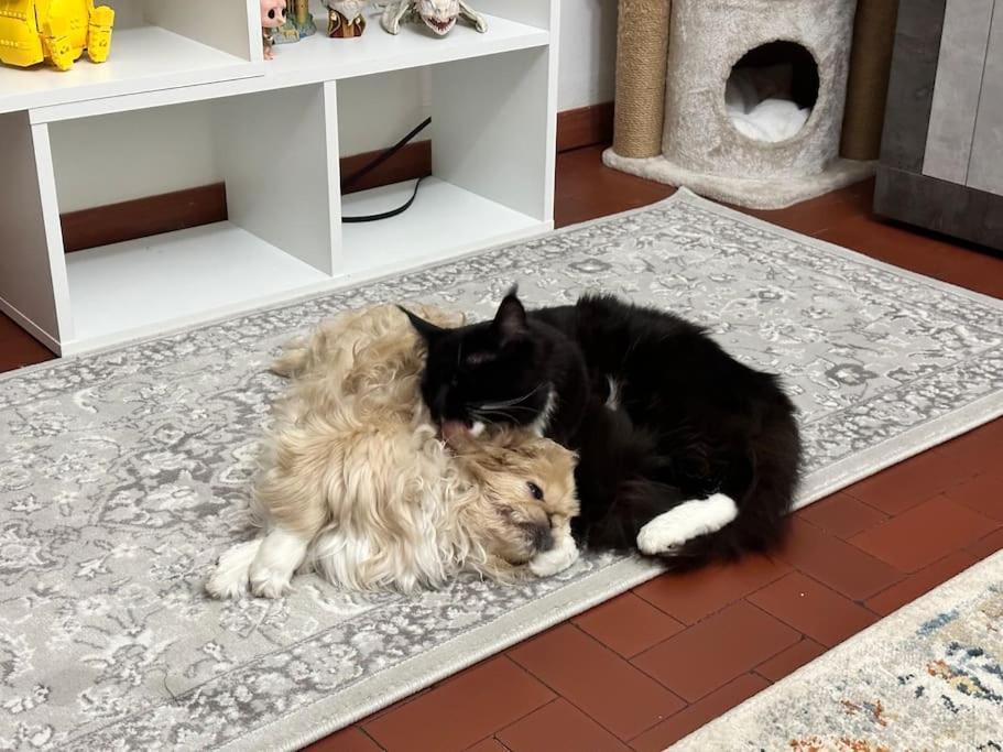 Apartment Comfortable In A Pet-friendly