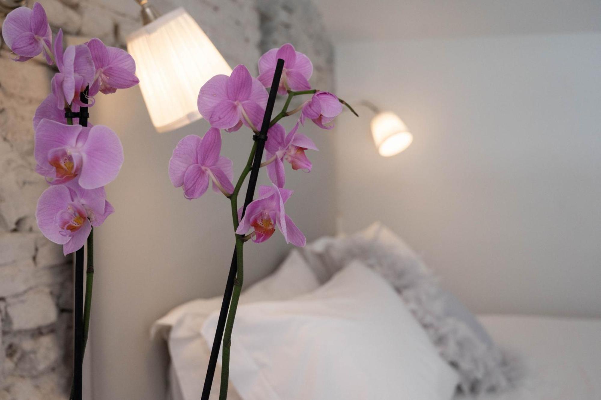 Design Loft Belle Donne