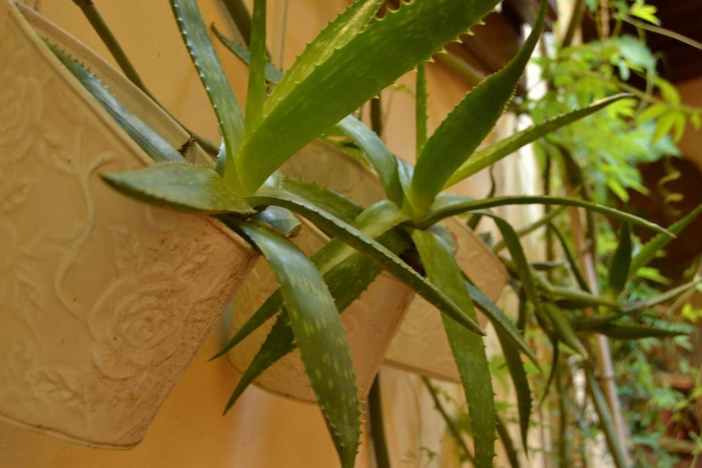 Casa Pucci Guest house Florence