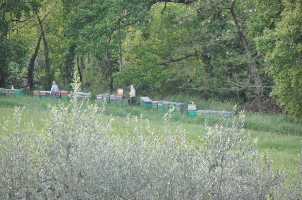 Armonie Di Incontri Bed & Breakfast Florence