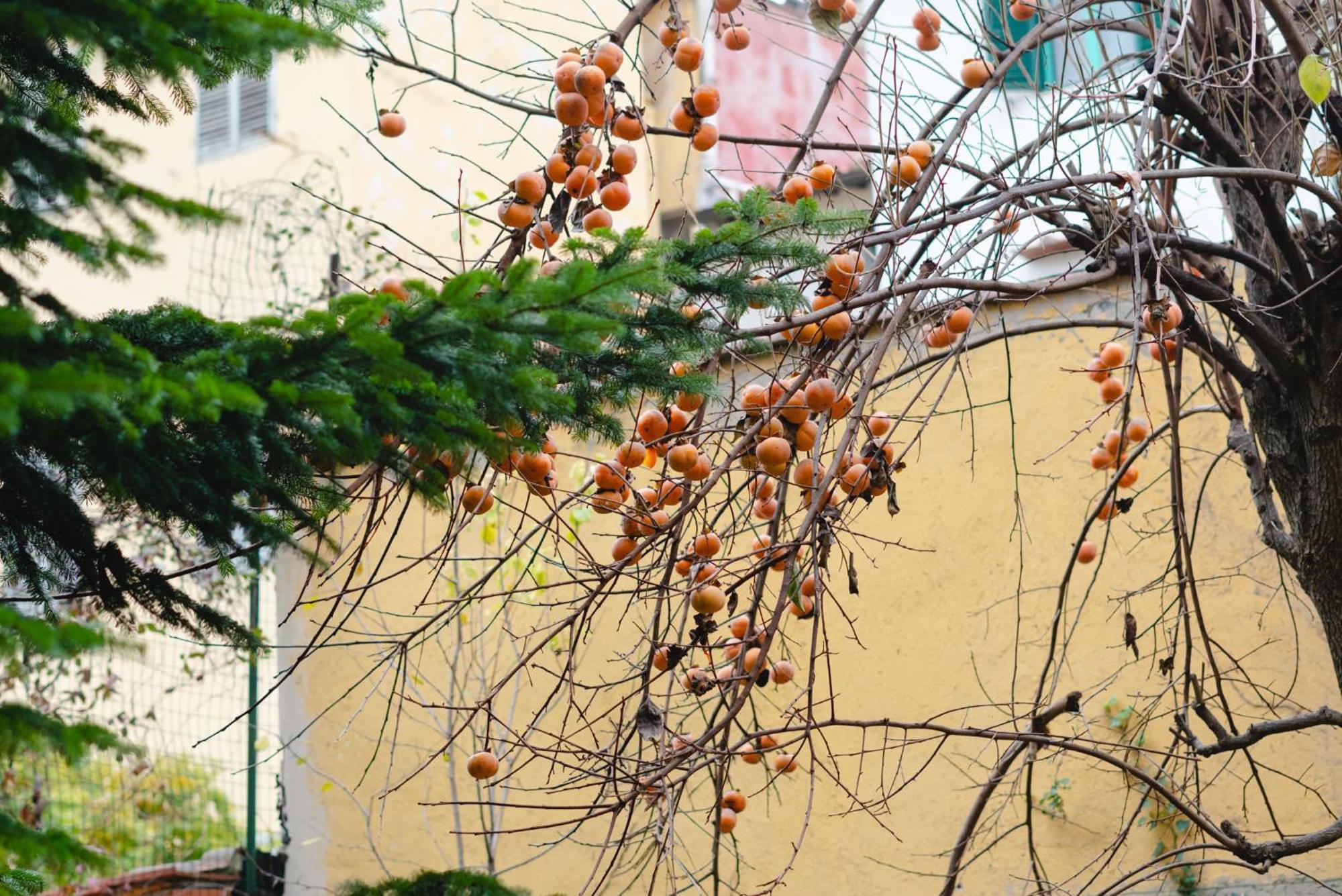 Charming In The Heart Of Santo Spirito * Firenze
