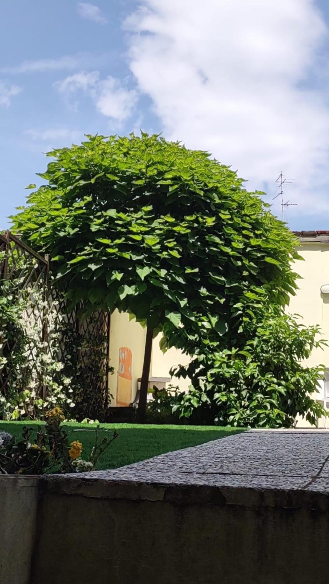 Movie Star With Garden *