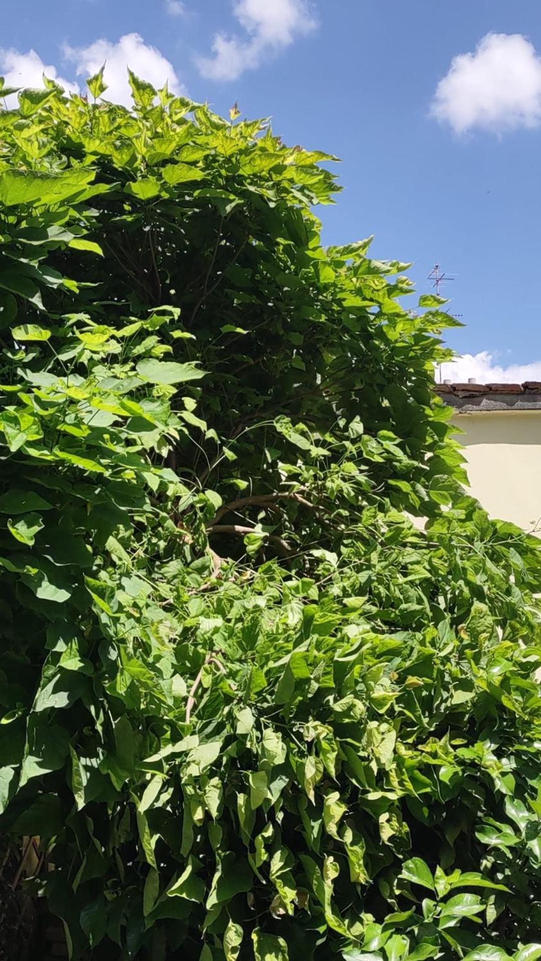 Movie Star With Garden