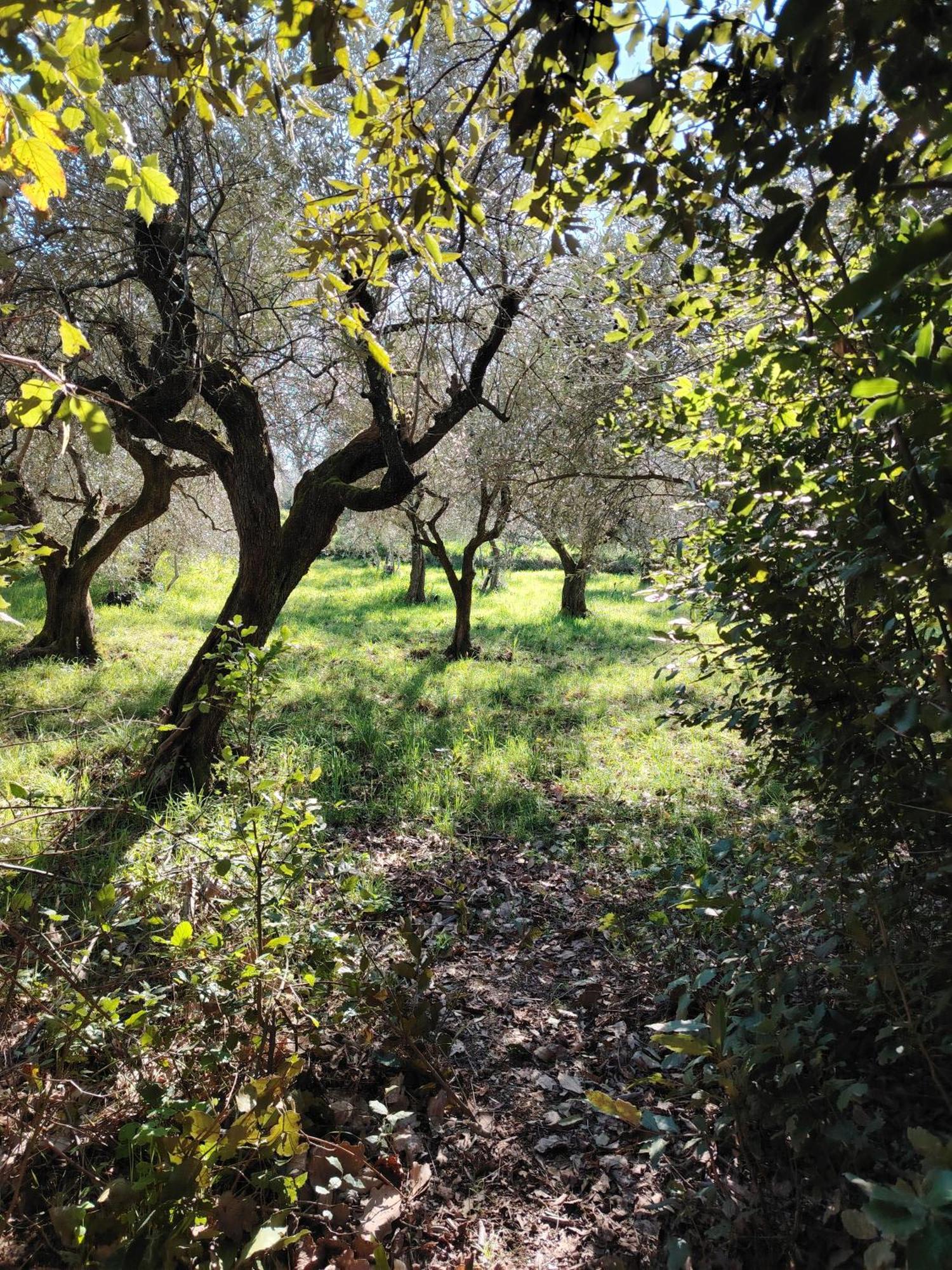Giardinoterapeuticoinvilla Alloggio per agriturismo *