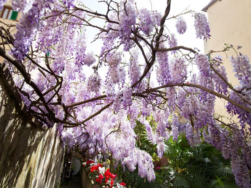 Bed & Breakfast Orchidea Florence