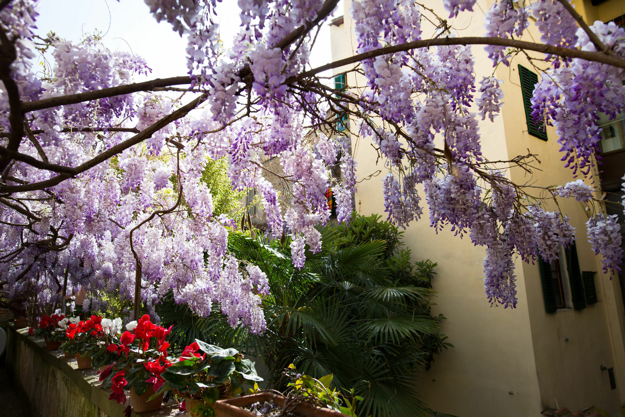 Orchidea Bed & Breakfast