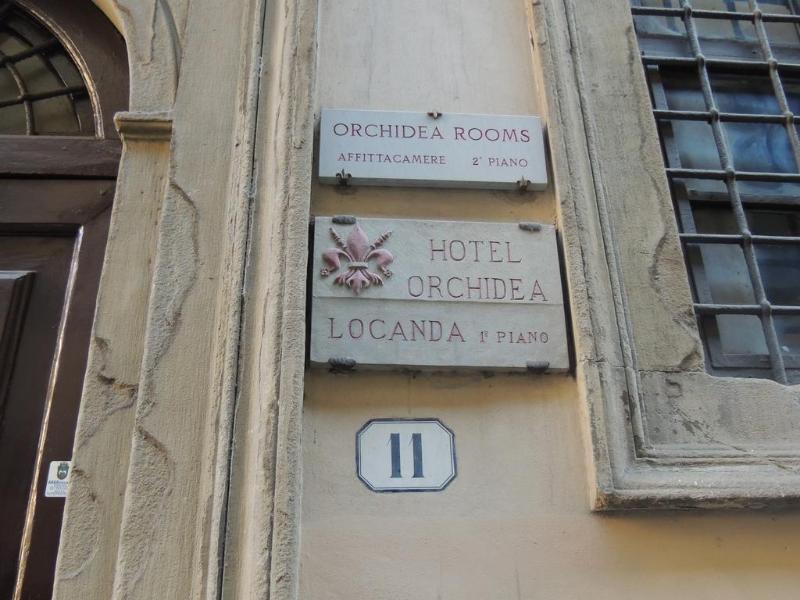Orchidea Florence